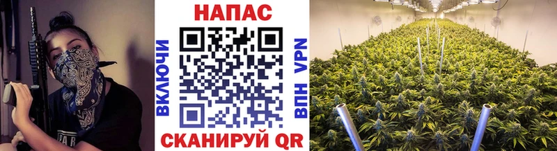Бошки марихуана SATIVA & INDICA  цены наркотик  Тбилисская 